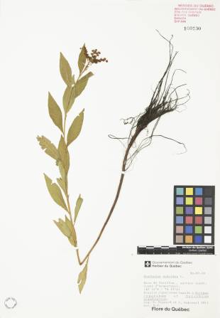 Penthorum faux-orpin - plante adulte