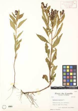 Penthorum faux-orpin - plante adulte