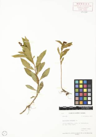 Penthorum faux-orpin - plante adulte
