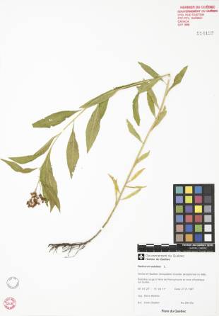 Penthorum faux-orpin - plante adulte