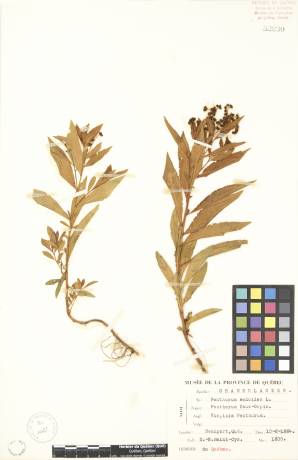 Penthorum faux-orpin - plante adulte