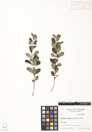 Comandre livide - plante témoin