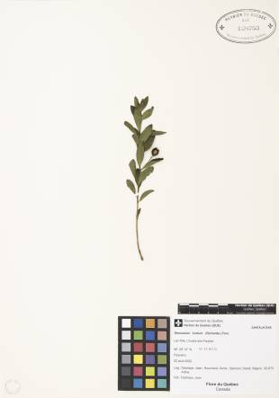 Comandre livide - plante adulte