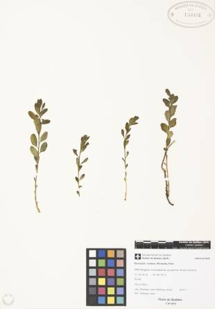 Comandre livide - plante adulte