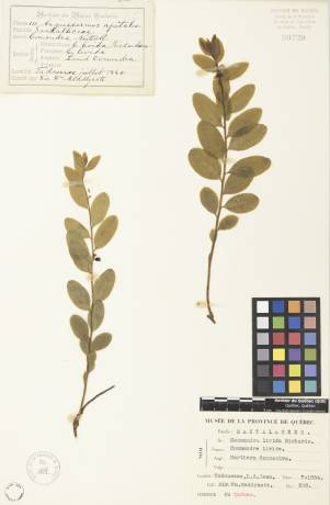 Comandre livide - plante adulte